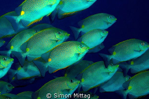 Schooling Golden Rabbitfish, 60mm macro, a bit to far away by Simon Mittag 